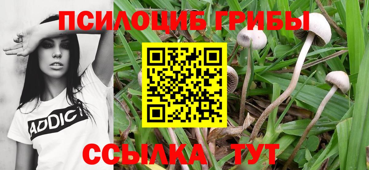 Галлюциногенные грибы Psilocybine cubensis  Гай  Псилоцибиновые грибы прущие грибы 